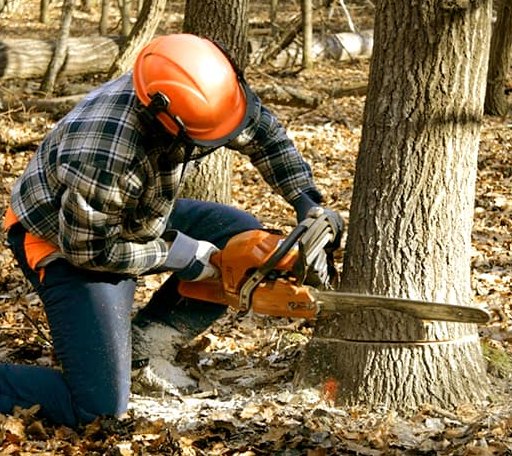 Tree Removal in East Orland, ME